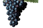 vinacciolo.it